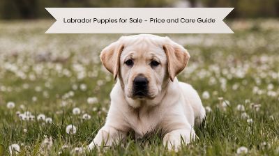 Labrador Puppies for Sale – Price and Care Guide