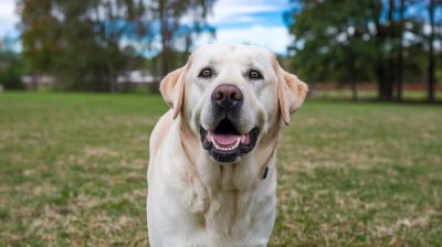 Labrador Puppies for Sale – Price and Care Guide