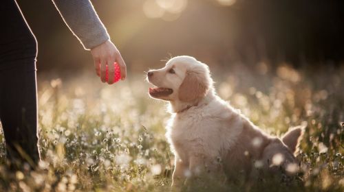 Dog Training Near Me – Find the Best Local Trainers