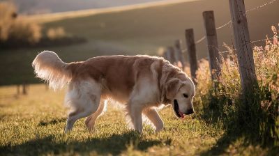 Dog Training Near Me – Find the Best Local Trainers