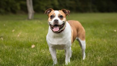 Dog Boarding Near Me vs Daycare – Which is Better