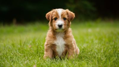 Puppy Adoption vs Buying – Pros and Cons Explained