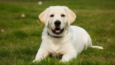 Labrador Puppies for Sale – Price and Care Guide