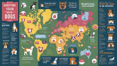Adopt a Dog Near Me – Rescue and Shelter Guide
