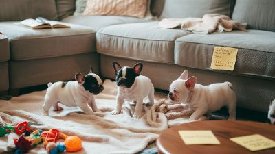French Bulldog Puppies – Cost, Care, and Training