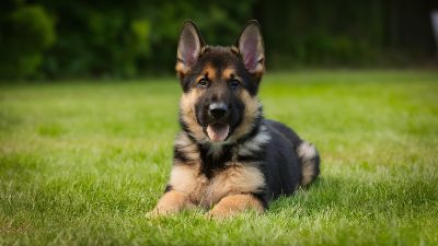 German Shepherd Puppies Training and Health Tips