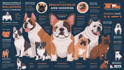 Brachycephalic Breeds – Health Problems and Care