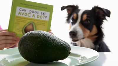 Can Dogs Eat Avocado or Is It Dangerous for Pets