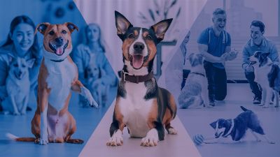 Dog Training Near Me – Find the Best Local Trainers