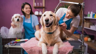 Dog Grooming Near Me – Best Home and Salon Tips